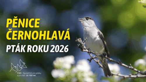 ptak-roku-2026_penice-cernohlava-1024x577